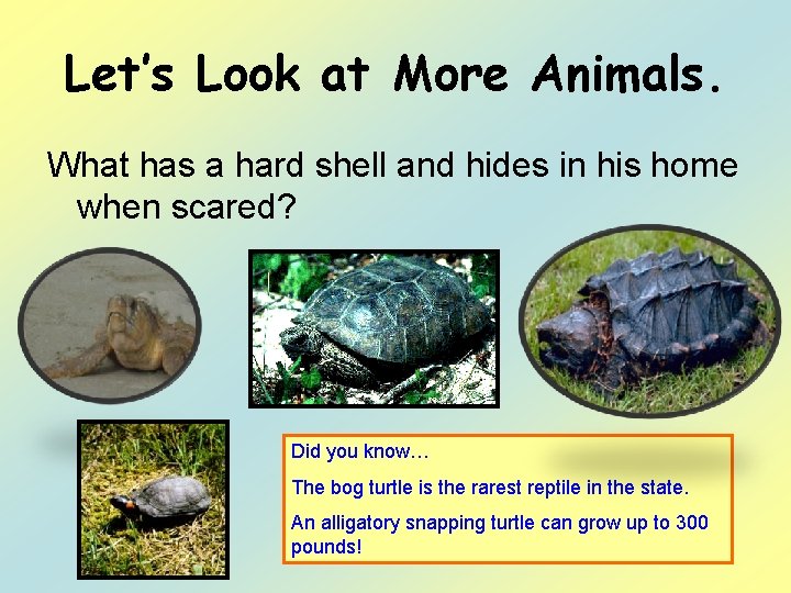 Let’s Look at More Animals. What has a hard shell and hides in his