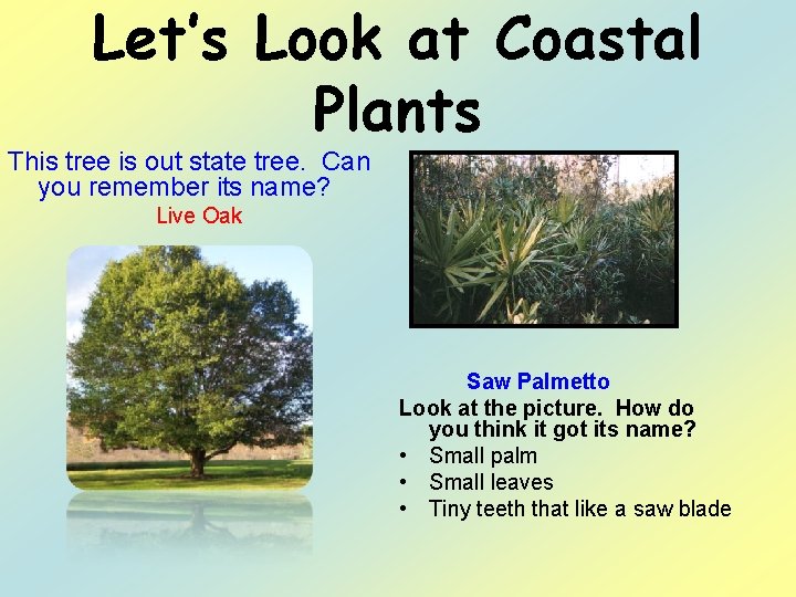 Let’s Look at Coastal Plants This tree is out state tree. Can you remember