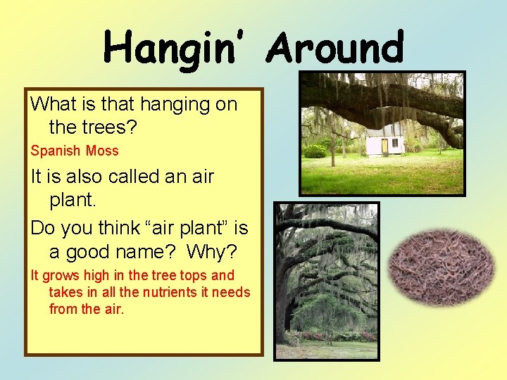 Hangin’ Around What is that hanging on the trees? Spanish Moss It is also