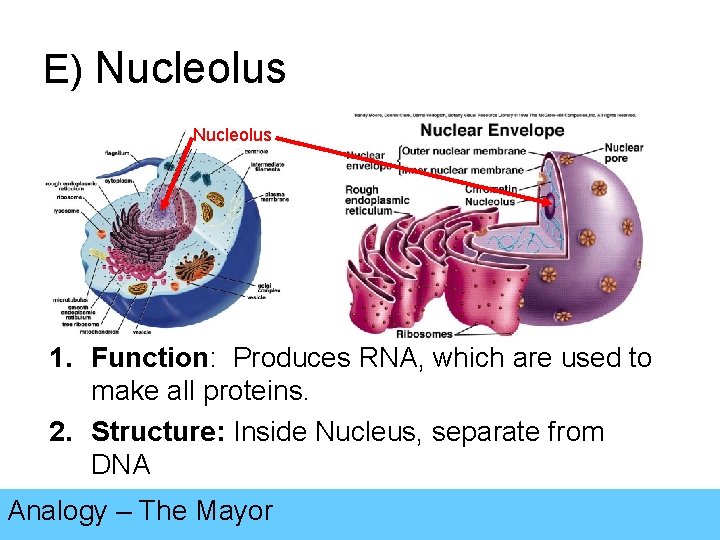 E) Nucleolus 1. Function: Produces RNA, which are used to make all proteins. 2.