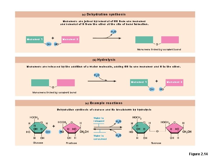 (a) Dehydration synthesis Monomers are joined by removal of OH from one monomer and