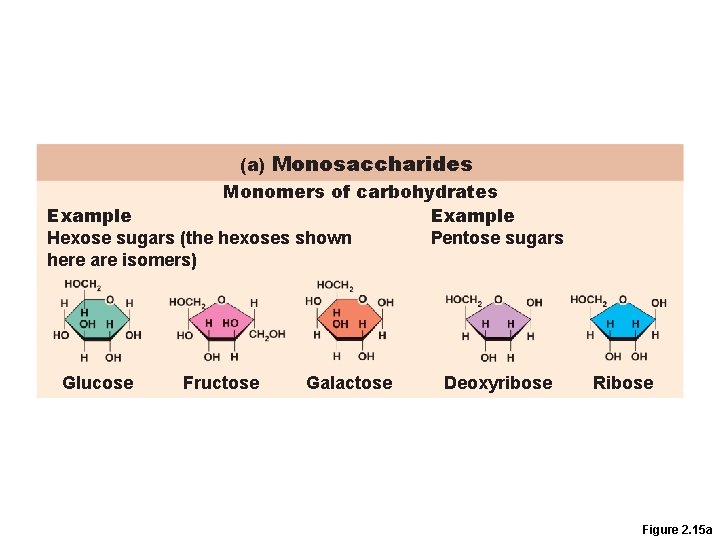 (a) Monosaccharides Monomers of carbohydrates Example Hexose sugars (the hexoses shown Pentose sugars here