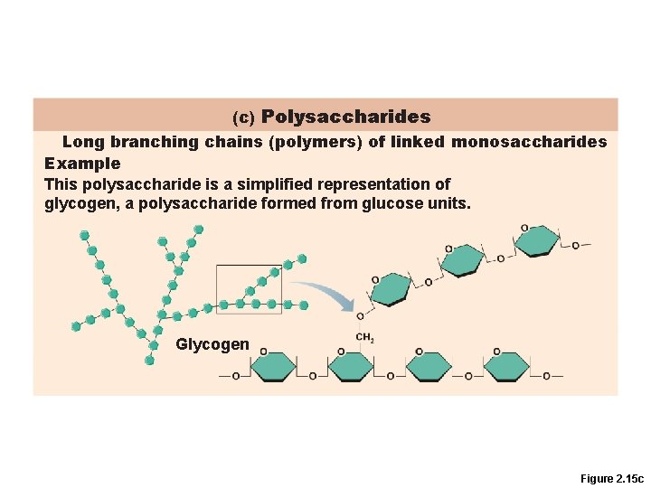 (c) Polysaccharides Long branching chains (polymers) of linked monosaccharides Example This polysaccharide is a