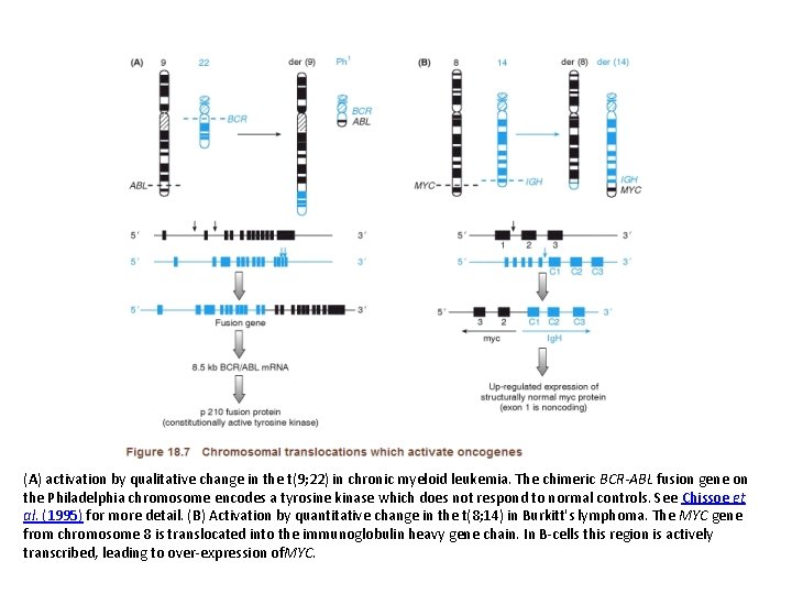(A) activation by qualitative change in the t(9; 22) in chronic myeloid leukemia. The