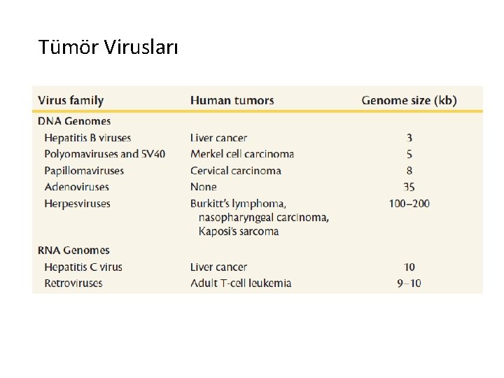 Tümör Virusları 