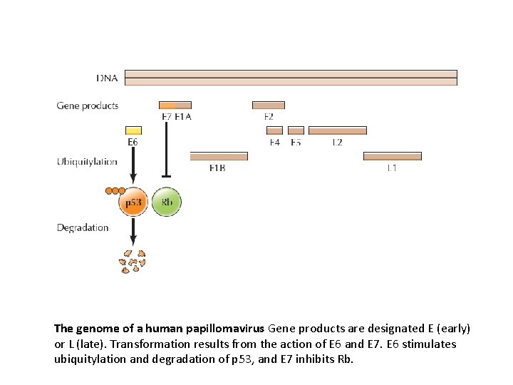 The genome of a human papillomavirus Gene products are designated E (early) or L