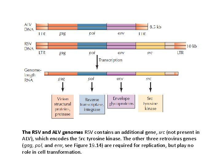 The RSV and ALV genomes RSV contains an additional gene, src (not present in