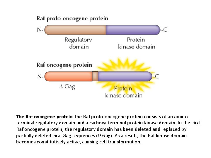 The Raf oncogene protein The Raf proto-oncogene protein consists of an aminoterminal regulatory domain