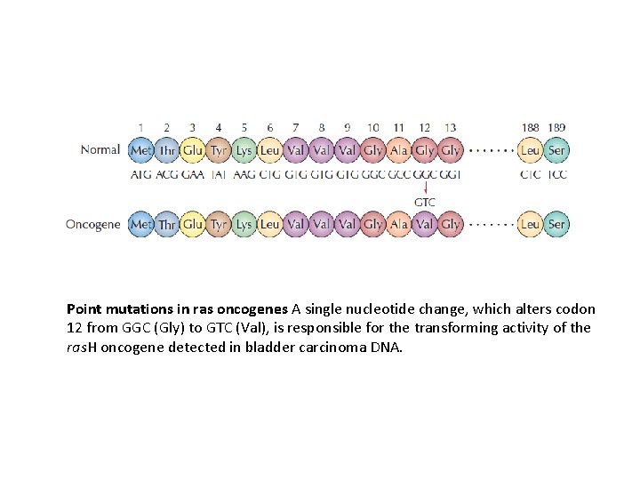 Point mutations in ras oncogenes A single nucleotide change, which alters codon 12 from