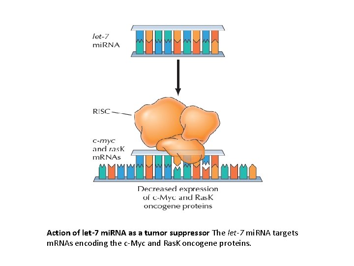 Action of let-7 mi. RNA as a tumor suppressor The let-7 mi. RNA targets