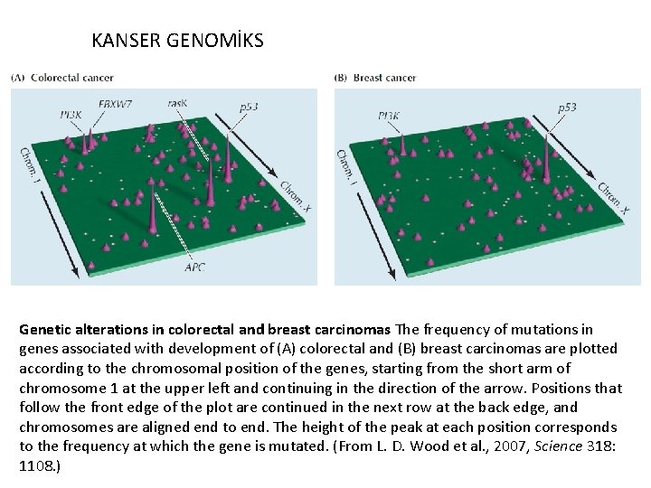 KANSER GENOMİKS Genetic alterations in colorectal and breast carcinomas The frequency of mutations in