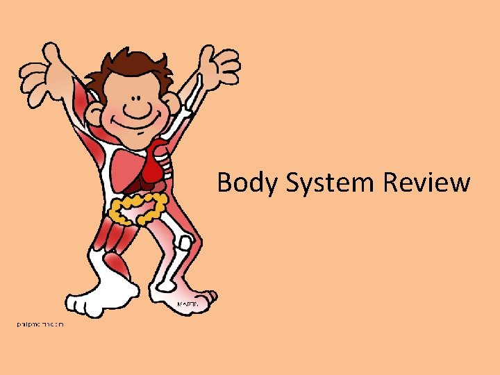 Body System Review 