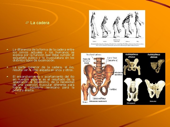 4º La cadera La diferencia de la forma de la cadera entre los simios