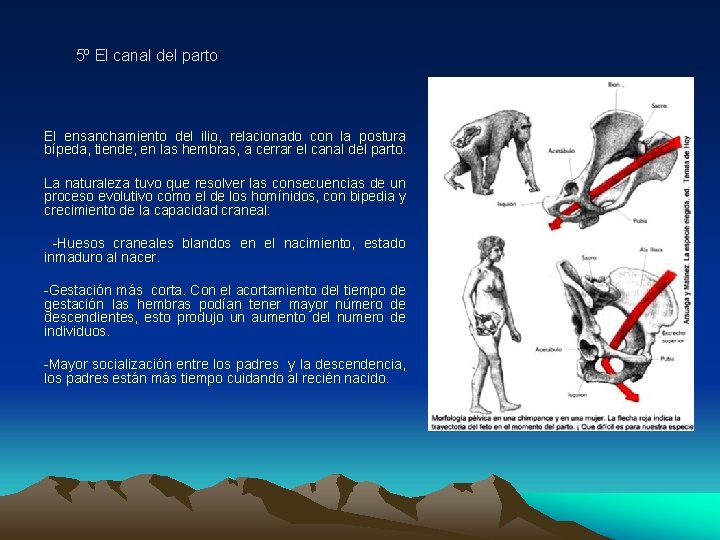 5º El canal del parto El ensanchamiento del ilio, relacionado con la postura bípeda,