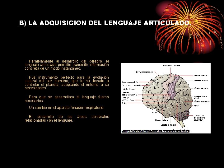 B) LA ADQUISICION DEL LENGUAJE ARTICULADO. Paralelamente al desarrollo del cerebro, el lenguaje articulado