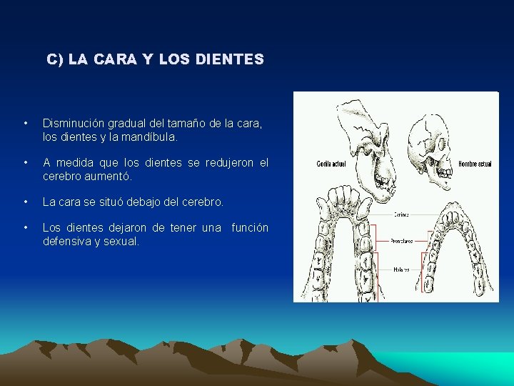 C) LA CARA Y LOS DIENTES • Disminución gradual del tamaño de la cara,