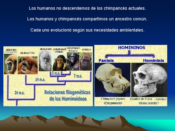 Los humanos no descendemos de los chimpancés actuales. Los humanos y chimpancés compartimos un