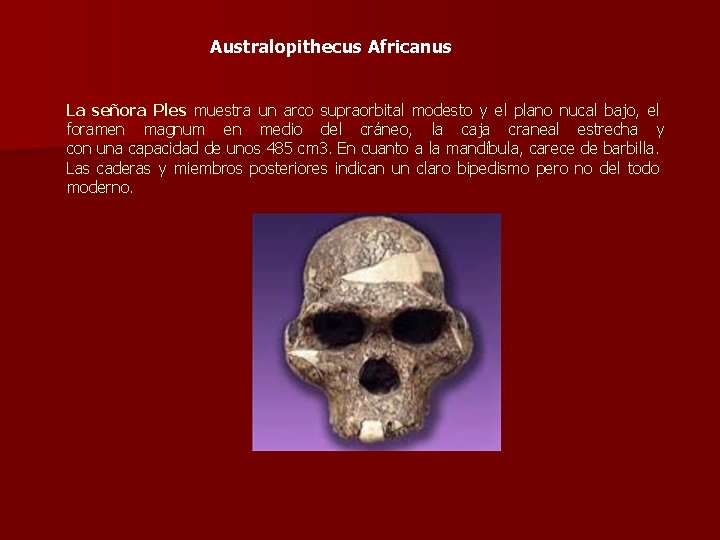 Australopithecus Africanus La señora Ples muestra un arco supraorbital modesto y el plano nucal