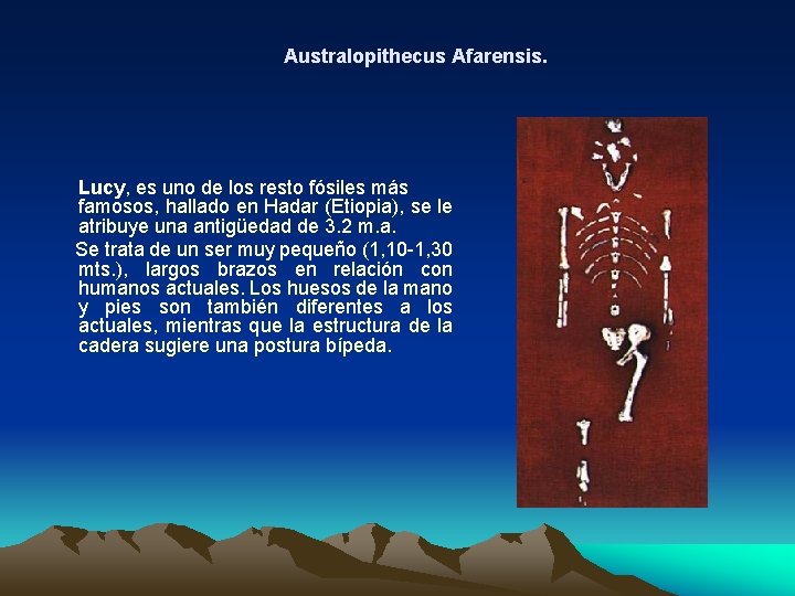 Australopithecus Afarensis. Lucy, es uno de los resto fósiles más famosos, hallado en Hadar