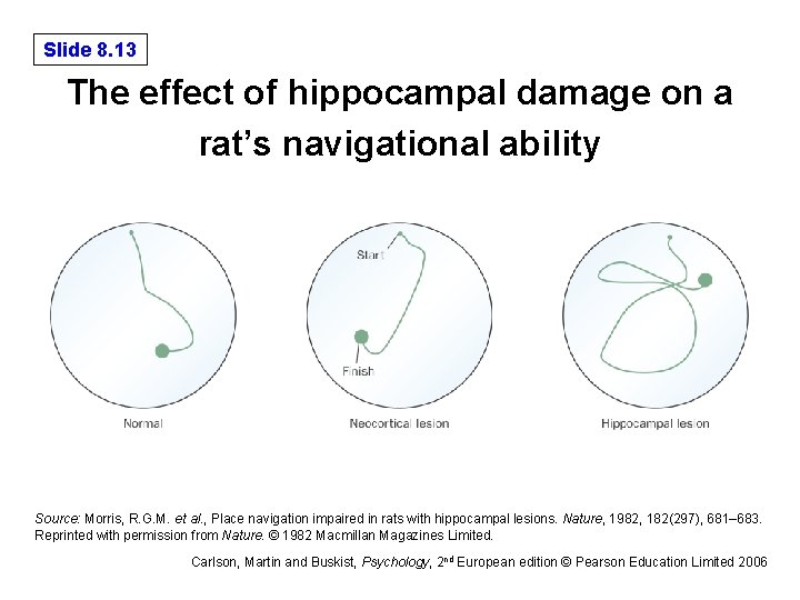 Slide 8. 13 The effect of hippocampal damage on a rat’s navigational ability Source: