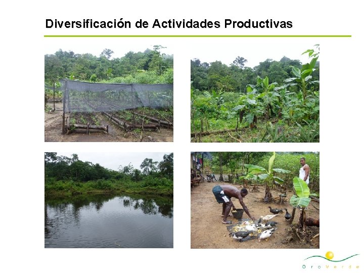 Diversificación de Actividades Productivas 