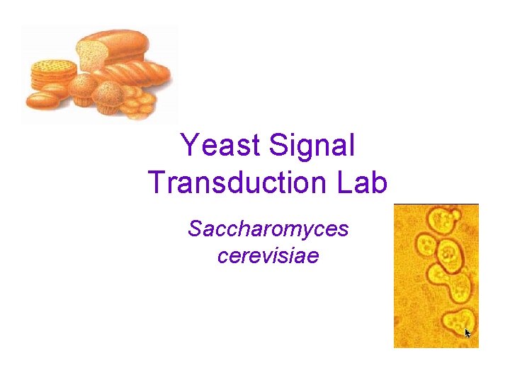 Yeast Signal Transduction Lab Saccharomyces cerevisiae 