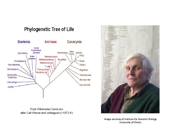 From Wikimedia Commons after Carl Woese and colleagues (~1972 ff. ) Image courtesy of
