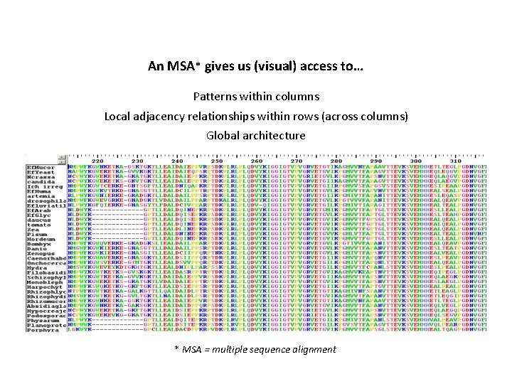 An MSA* gives us (visual) access to… Patterns within columns Local adjacency relationships within