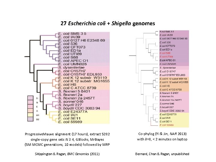 27 Escherichia coli + Shigella genomes Progressive. Mauve alignment (17 hours), extract 5282 single-copy
