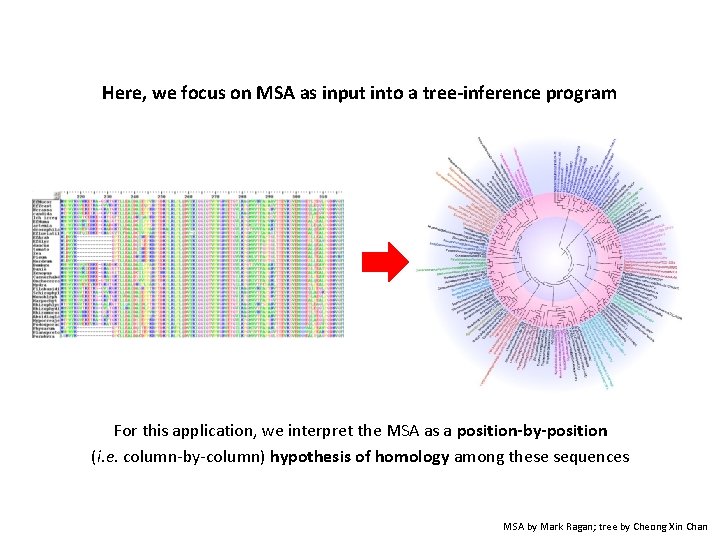 Here, we focus on MSA as input into a tree-inference program For this application,