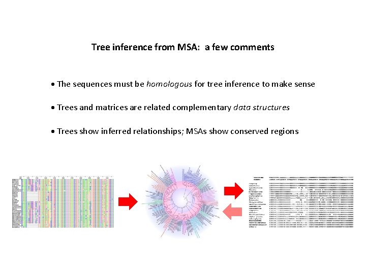 Tree inference from MSA: a few comments The sequences must be homologous for tree
