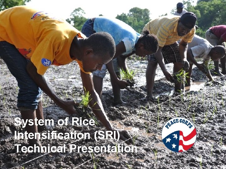 System of Rice Intensification (SRI) Technical Presentation 