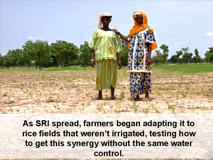 As SRI spread, farmers began adapting it to rice fields that weren’t irrigated, testing