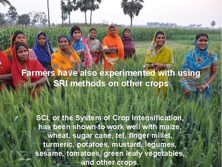 Farmers have also experimented with using SRI methods on other crops SCI, or the