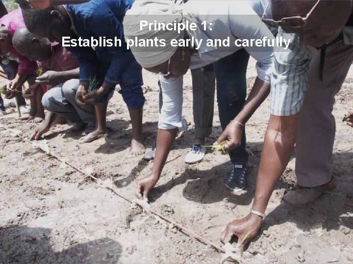 Principle 1: Establish plants early and carefully 