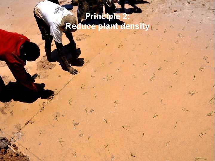 Principle 2: Reduce plant density 