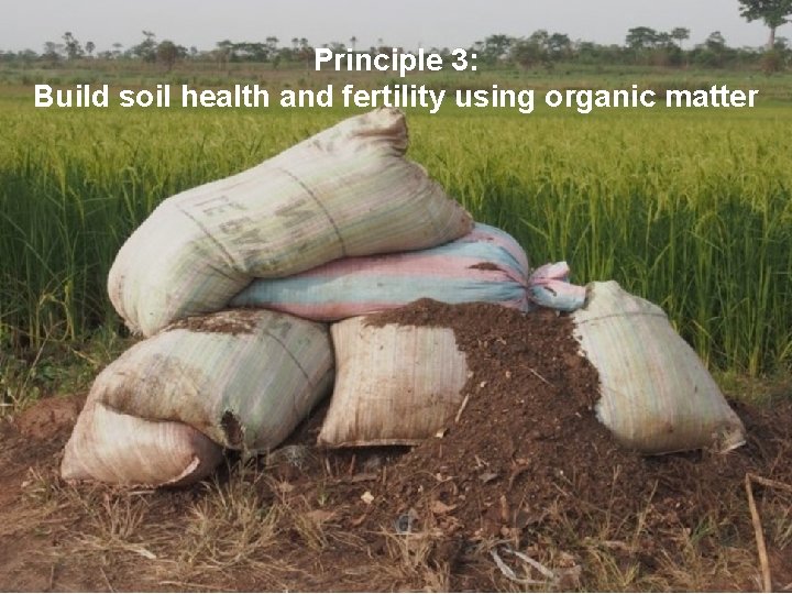 Principle 3: Build soil health and fertility using organic matter 