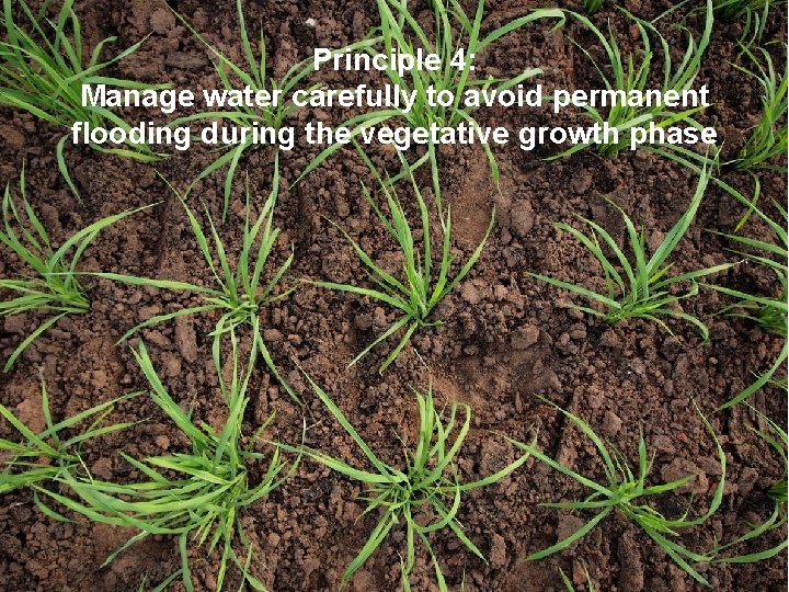 Principle 4: Manage water carefully to avoid permanent flooding during the vegetative growth phase
