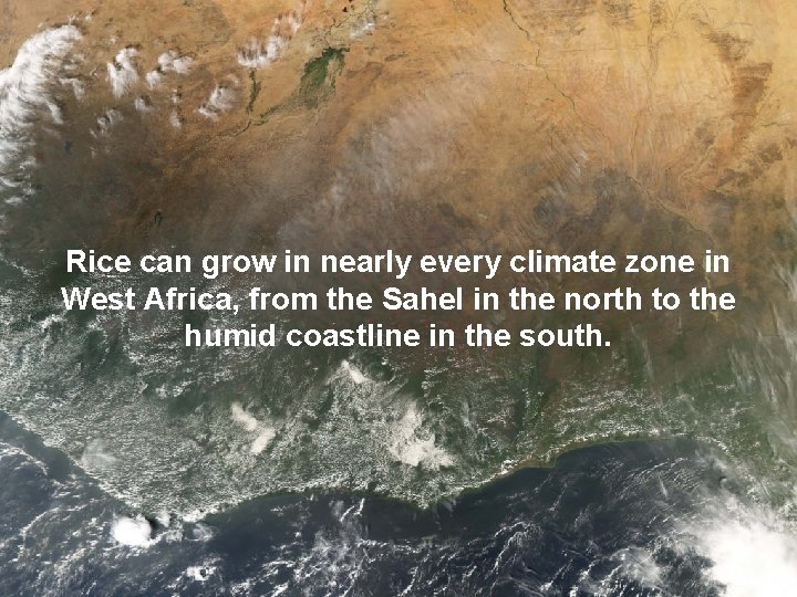 Rice can grow in nearly every climate zone in West Africa, from the Sahel