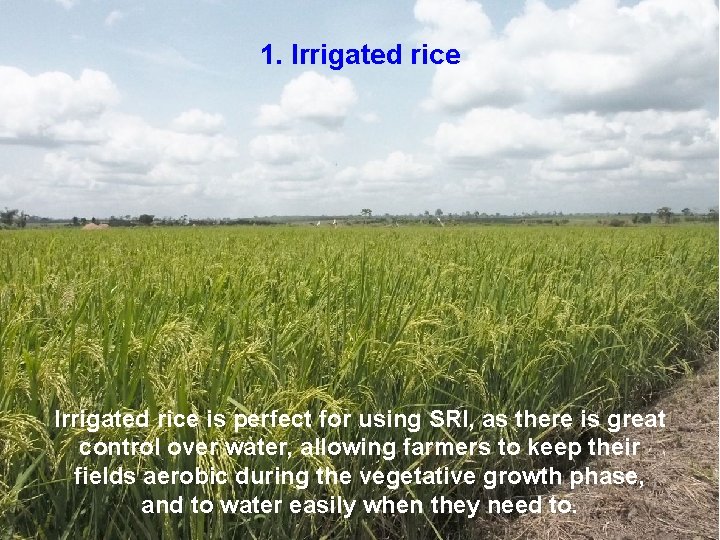 1. Irrigated rice is perfect for using SRI, as there is great control over