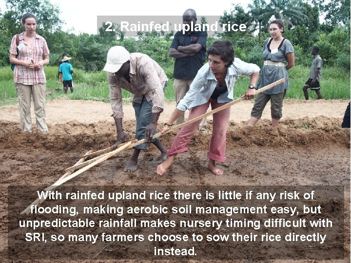 2. Rainfed upland rice With rainfed upland rice there is little if any risk