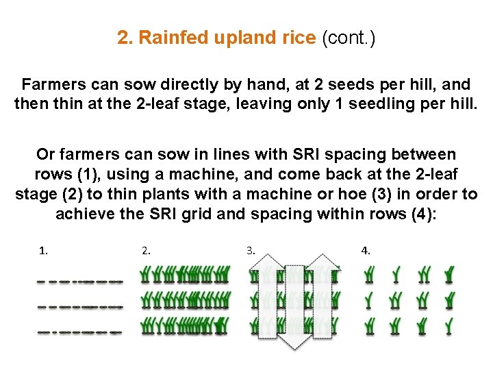 2. Rainfed upland rice (cont. ) Farmers can sow directly by hand, at 2