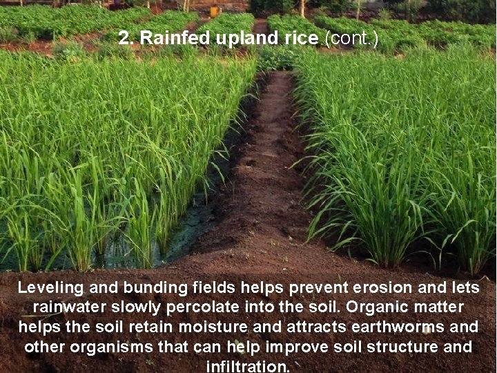 2. Rainfed upland rice (cont. ) Leveling and bunding fields helps prevent erosion and