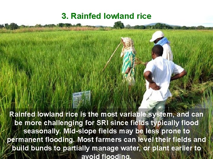 3. Rainfed lowland rice is the most variable system, and can be more challenging