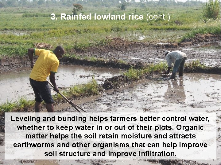 3. Rainfed lowland rice (cont. ) Leveling and bunding helps farmers better control water,