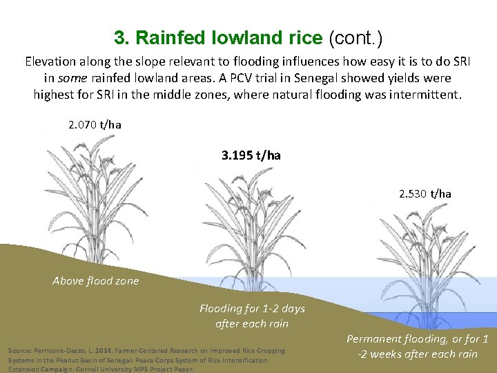 3. Rainfed lowland rice (cont. ) Elevation along the slope relevant to flooding influences
