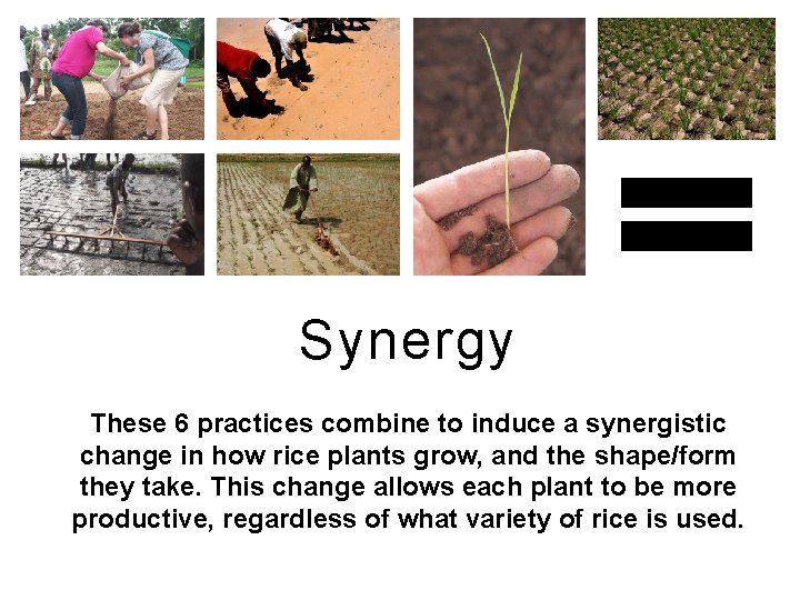 Synergy These 6 practices combine to induce a synergistic change in how rice plants