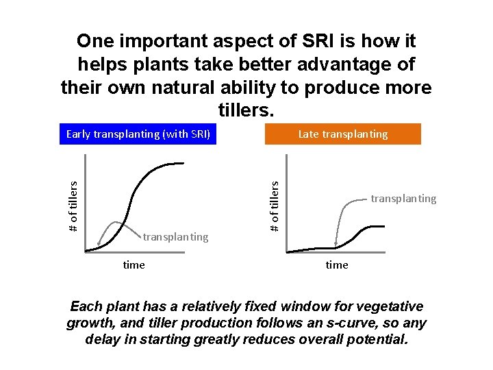 One important aspect of SRI is how it helps plants take better advantage of