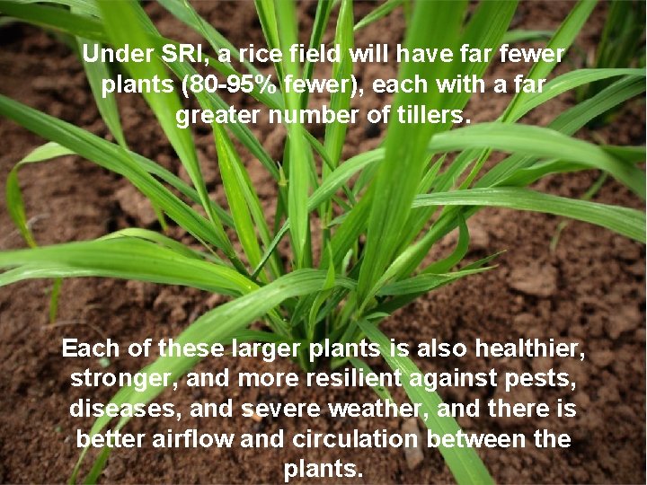 Under SRI, a rice field will have far fewer plants (80 -95% fewer), each