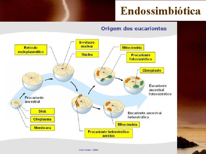 Endossimbiótica 